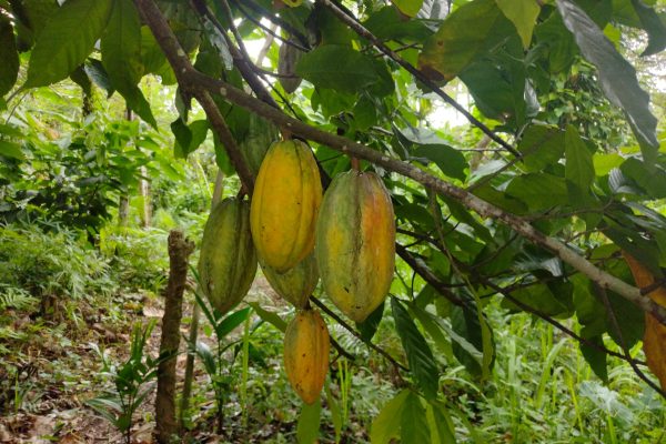 IMG_20220616_131201821 IMG_20220616_131201821